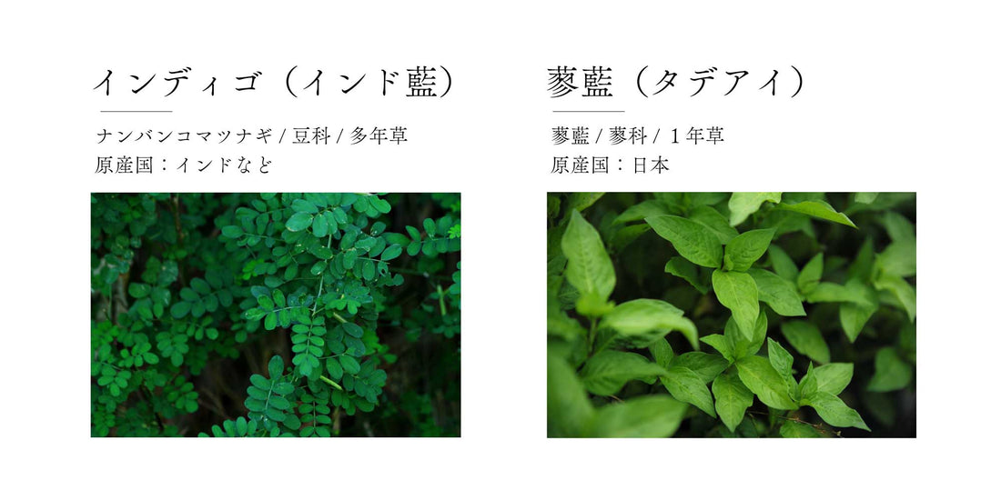 インディゴと蓼藍は違うの?
