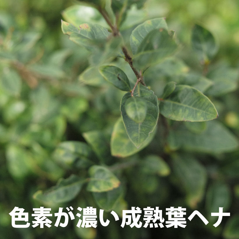フルオーガニックスパカラー ヘナ 100g(沖縄県産/オーガニックヘナ)