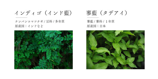 インディゴと蓼藍は違うの？